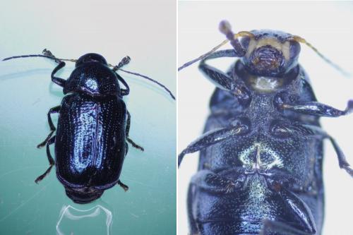 Réf. 286 650 : Cryptocephalus parvulus